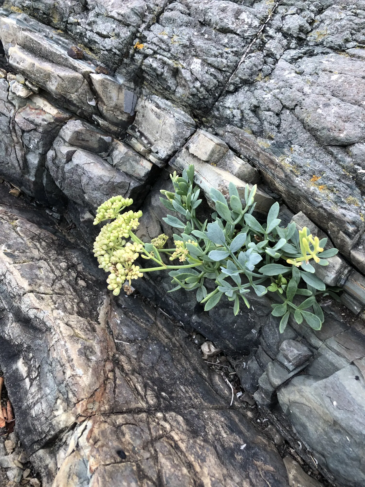 kowniatek nadmorski przyczepiony do skał