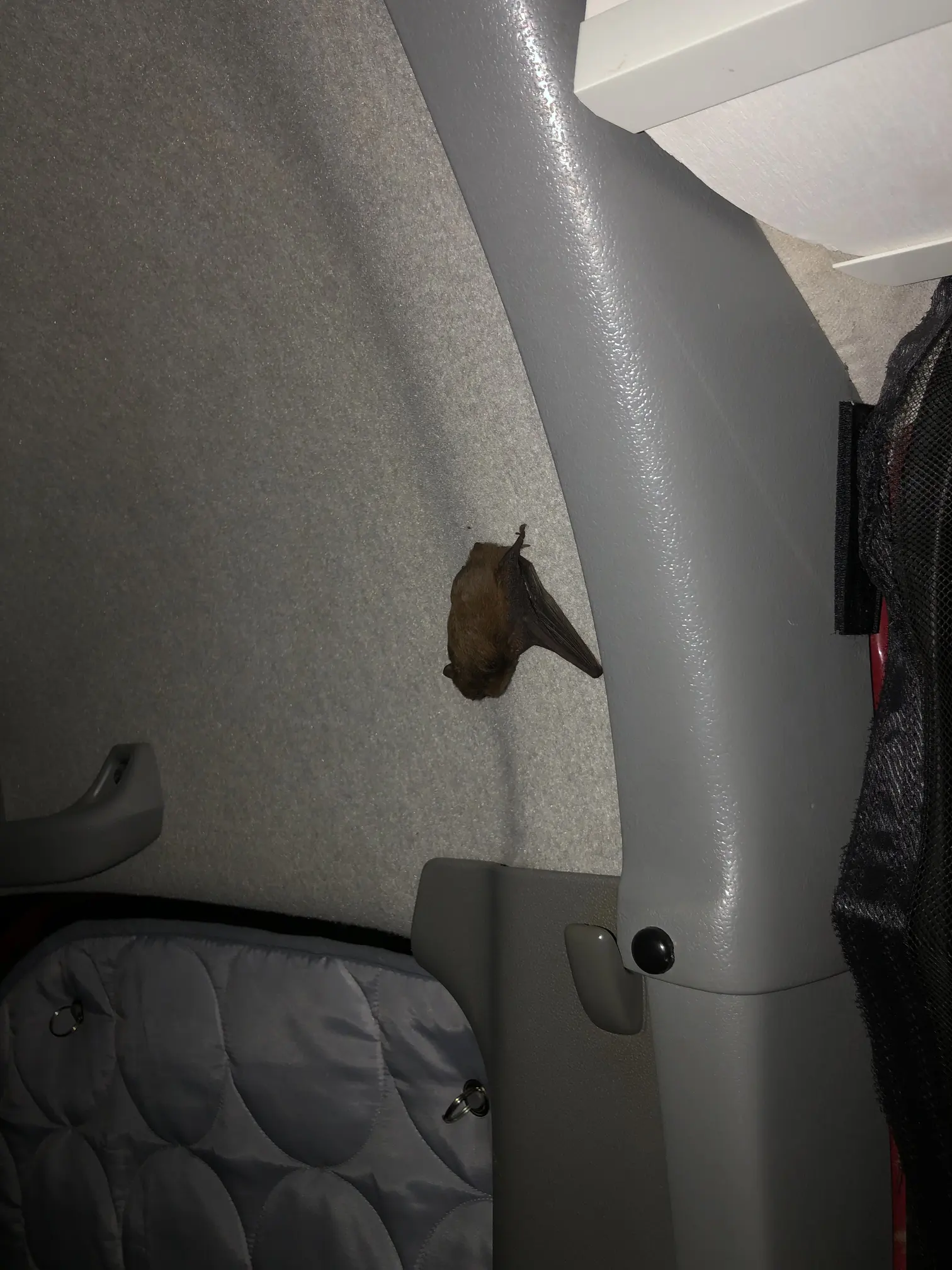 nietoperz w kamperze