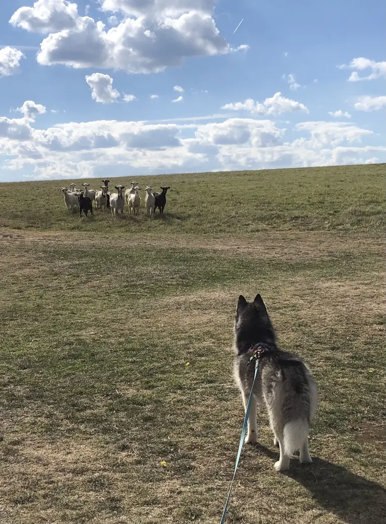 kozy zaciekawione Freją